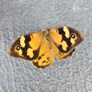 Heteronympha merope at Molonglo Valley, ACT - 27 Feb 2023