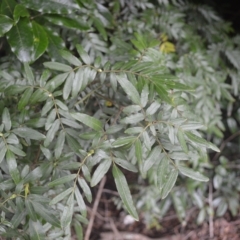 Eucryphia moorei (Pinkwood/Plumwood) at Robertson, NSW - 27 Feb 2023 by plants