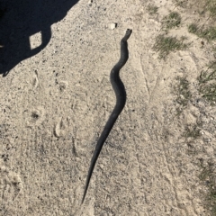 Austrelaps ramsayi (Highlands Copperhead) at Rocky Plain, NSW - 24 Feb 2023 by JohnGiacon