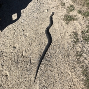 Austrelaps ramsayi at Rocky Plain, NSW - 25 Feb 2023