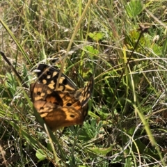 Heteronympha penelope (Shouldered Brown) at Kosciuszko National Park, NSW - 25 Feb 2023 by JohnGiacon