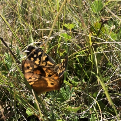 Heteronympha penelope (Shouldered Brown) at Kosciuszko National Park - 25 Feb 2023 by JohnGiacon