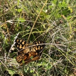 Heteronympha penelope at Kosciuszko National Park, NSW - 25 Feb 2023