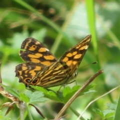 Oreixenica kershawi (Striped Xenica) at Cotter River, ACT - 26 Feb 2023 by Christine