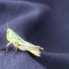 Praxibulus sp. (genus) (A grasshopper) at Kosciuszko National Park - 25 Feb 2023 by JohnGiacon