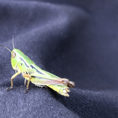Praxibulus sp. (genus) (A grasshopper) at Burrungubugge, NSW - 26 Feb 2023 by JohnGiacon