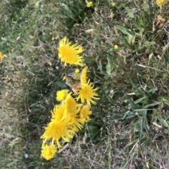 Podolepis jaceoides (Showy Copper-wire Daisy) at Kosciuszko National Park - 26 Feb 2023 by JohnGiacon