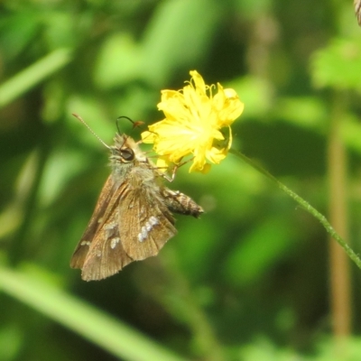 Dispar compacta (Barred Skipper) at Namadgi National Park - 26 Feb 2023 by Christine