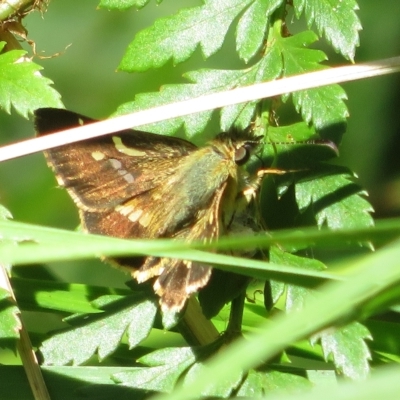 Dispar compacta (Barred Skipper) at Cotter River, ACT - 26 Feb 2023 by Christine