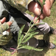 Achillea millefolium (Yarrow) at Burrungubugge, NSW - 26 Feb 2023 by JohnGiacon