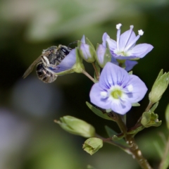 Lasioglossum (Chilalictus) sp. (genus & subgenus) (Halictid bee) at Stromlo, ACT - 26 Feb 2023 by KorinneM