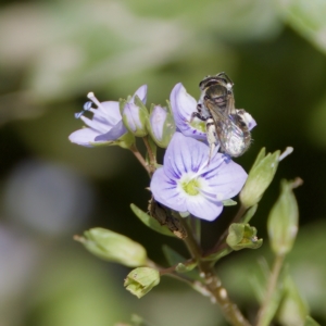 Lasioglossum (Chilalictus) sp. (genus & subgenus) at Stromlo, ACT - 26 Feb 2023