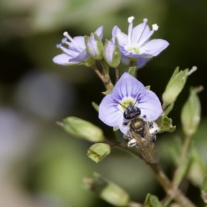 Lasioglossum (Chilalictus) sp. (genus & subgenus) at Stromlo, ACT - 26 Feb 2023