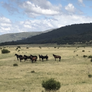 Equus caballus at Burrungubugge, NSW - 26 Feb 2023