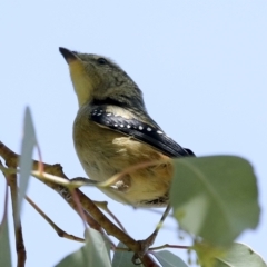 Pardalotus punctatus (Spotted Pardalote) at Fyshwick, ACT - 27 Feb 2023 by AlisonMilton