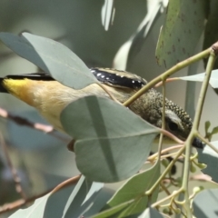 Pardalotus punctatus at Fyshwick, ACT - 27 Feb 2023 02:24 PM