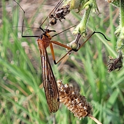Harpobittacus (genus) (Hangingfly) at Jindabyne, NSW - 27 Feb 2023 by trevorpreston