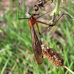 Harpobittacus (genus) at Jindabyne, NSW - 27 Feb 2023 05:33 PM