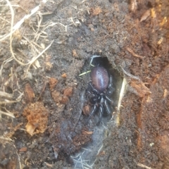 Atrax sutherlandi (Funnel-web Spider) at Mt Holland - 27 Feb 2023 by danswell