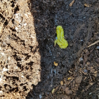 Caenoplana sulphurea (A Flatworm) at Tinderry, NSW - 27 Feb 2023 by danswell