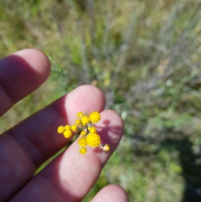 Chrysocephalum semipapposum (Clustered Everlasting) at Tinderry, NSW - 27 Feb 2023 by danswell