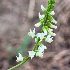 Melilotus albus (Bokhara) at Jindabyne, NSW - 27 Feb 2023 by trevorpreston