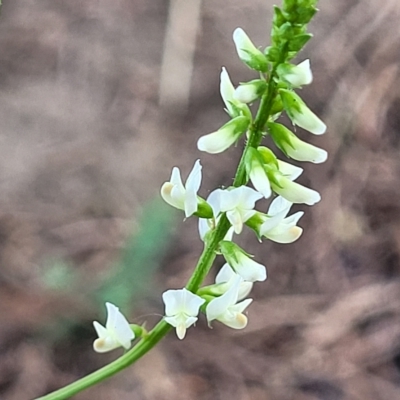 Melilotus albus (Bokhara) at Jindabyne, NSW - 27 Feb 2023 by trevorpreston