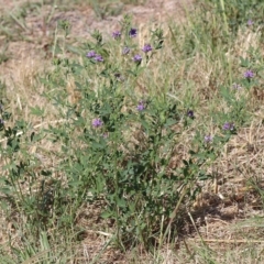 Medicago sativa (Lucerne, Alfalfa) at National Arboretum Forests - 17 Feb 2023 by HappyWanderer