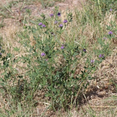 Medicago sativa (Lucerne, Alfalfa) at Molonglo Valley, ACT - 16 Feb 2023 by HappyWanderer