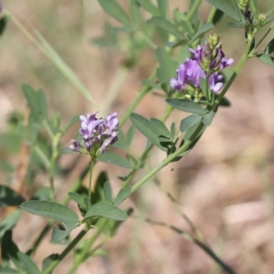 Medicago sativa at Molonglo Valley, ACT - 17 Feb 2023