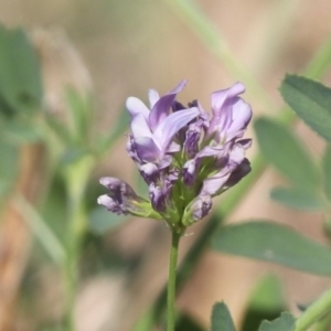 Medicago sativa at Molonglo Valley, ACT - 17 Feb 2023