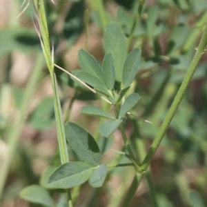 Medicago sativa at Molonglo Valley, ACT - 17 Feb 2023 10:05 AM