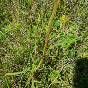 Bothriochloa macra at Tinderry, NSW - 27 Feb 2023 01:37 PM