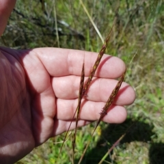 Bothriochloa macra at Tinderry, NSW - 27 Feb 2023 01:37 PM