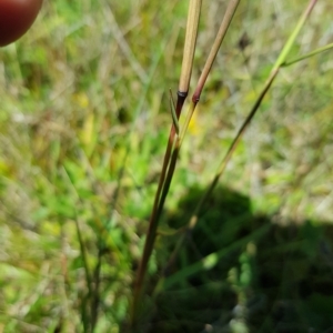 Bothriochloa macra at Tinderry, NSW - 27 Feb 2023 01:37 PM