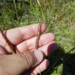 Bothriochloa macra at Tinderry, NSW - 27 Feb 2023 01:37 PM