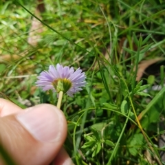 Brachyscome graminea (Grass Daisy) at Tinderry, NSW - 27 Feb 2023 by danswell