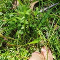 Brachyscome graminea at Tinderry, NSW - 27 Feb 2023 01:21 PM