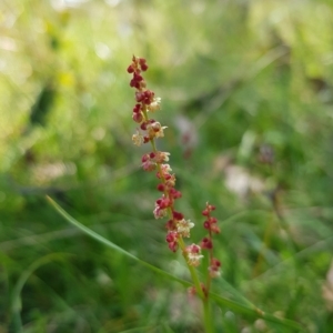 Rumex acetosella at Tinderry, NSW - 27 Feb 2023