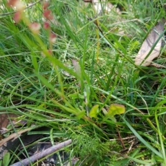 Rumex acetosella at Tinderry, NSW - 27 Feb 2023