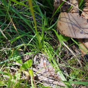 Stylidium armeria subsp. armeria at Tinderry, NSW - 27 Feb 2023