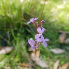 Stylidium armeria subsp. armeria at Tinderry, NSW - 27 Feb 2023