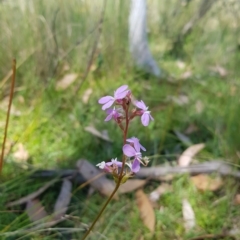 Stylidium armeria subsp. armeria at Tinderry, NSW - 27 Feb 2023 01:16 PM