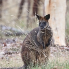 Wallabia bicolor (Swamp Wallaby) at Forde, ACT - 26 Feb 2023 by HappyWanderer