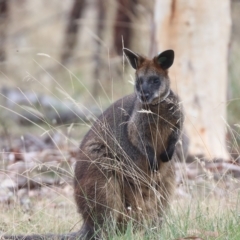 Wallabia bicolor (Swamp Wallaby) at Mulligans Flat - 25 Feb 2023 by HappyWanderer