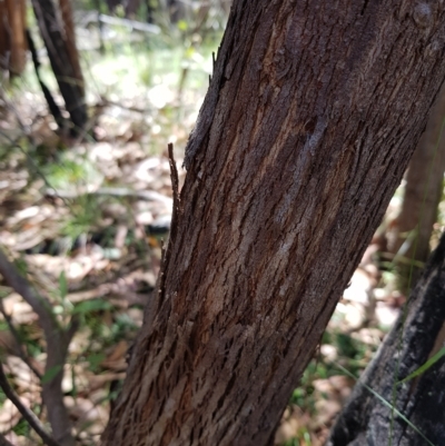 Eucalyptus dives (Broad-leaved Peppermint) at Tinderry, NSW - 27 Feb 2023 by danswell