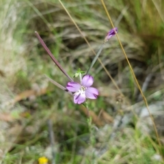 Epilobium billardiereanum (Willowherb) at Mt Holland - 27 Feb 2023 by danswell