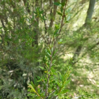 Leptospermum grandifolium (Woolly Teatree, Mountain Tea-tree) at Mt Holland - 27 Feb 2023 by danswell