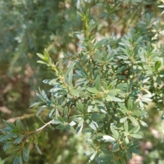 Leptospermum grandifolium (Woolly Teatree, Mountain Tea-tree) at Mt Holland - 27 Feb 2023 by danswell