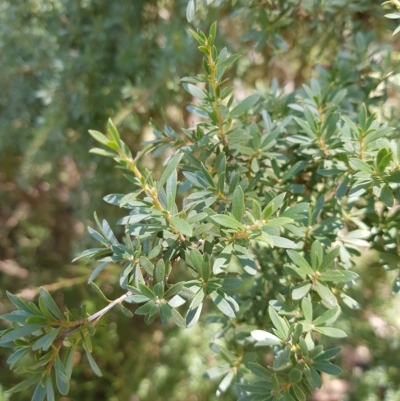 Leptospermum grandifolium (Woolly Teatree, Mountain Tea-tree) at Mt Holland - 27 Feb 2023 by danswell